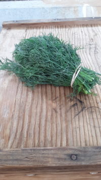 Dill - bunch
